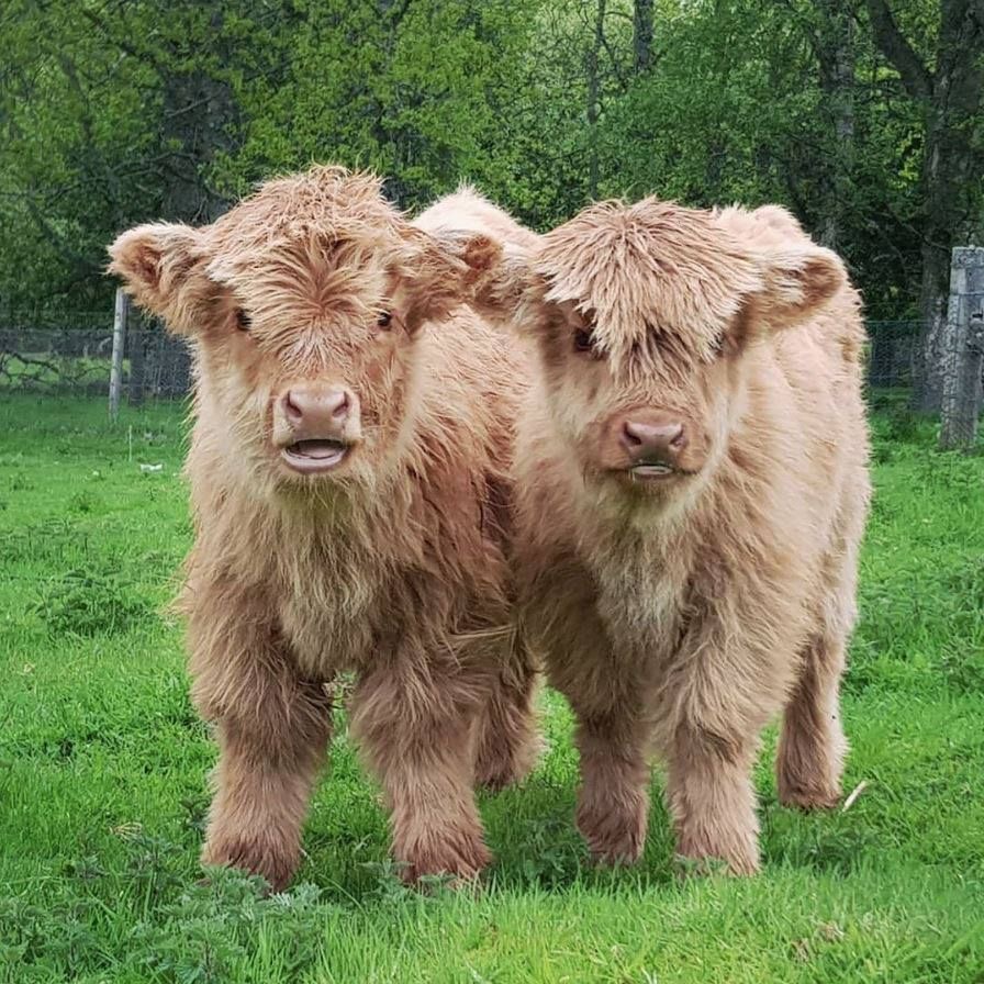 mini highland cow barn drainage and mud prevention