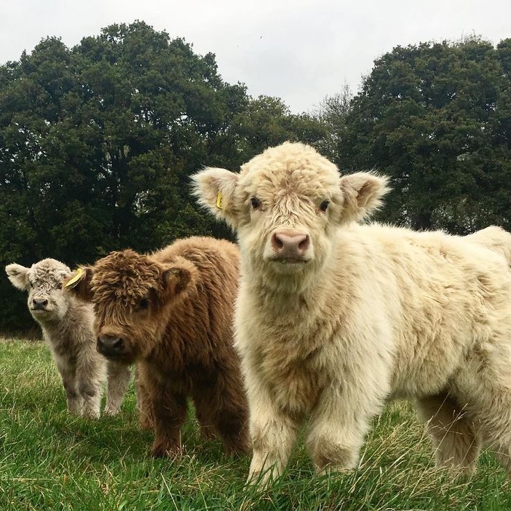 mini highland cow hay storage guide and feed protection