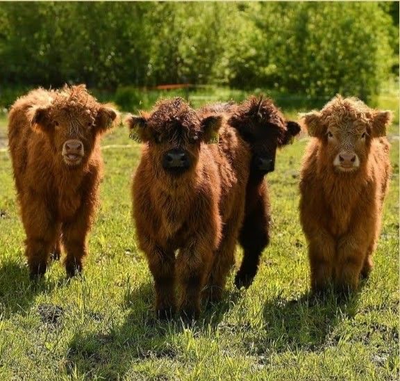 mini highland cow winter hay feeding setup