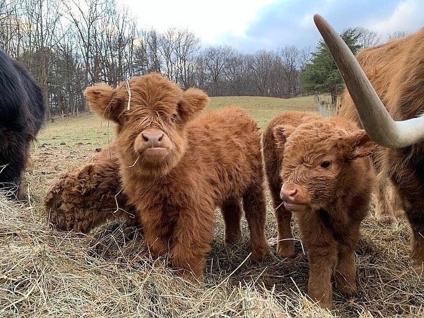 mini highland cow hay storage and moisture prevention