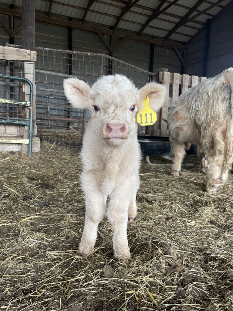 mini highland cow bedding options and barn comfort