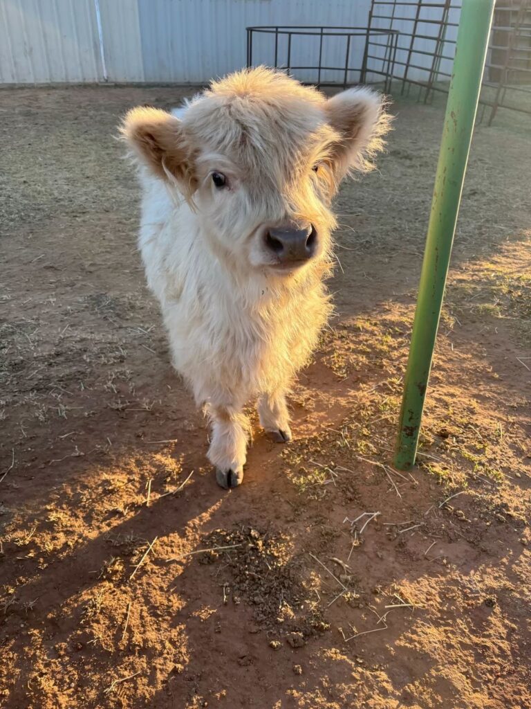 mini highland cow bedding materials guide