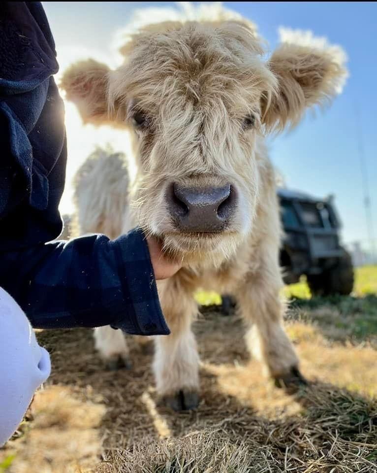 mini highland cow shelter bedding and sanitation setup