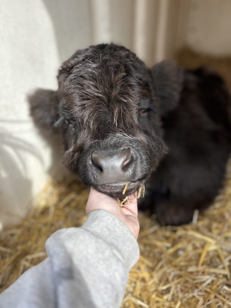 Mini Highland Cow First Aid Kit: 15 Essential Emergency Supplies Every Owner Should Have (2026 Guide) 1 mini highland cow first aid kit emergency supplies