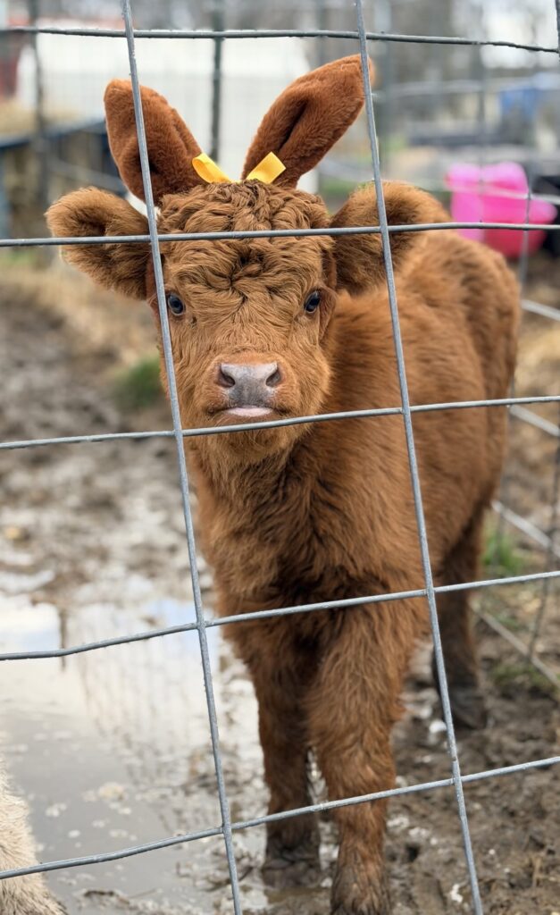 Mini Highland Cow First Aid Kit: 15 Essential Emergency Supplies Every Owner Should Have (2026 Guide) 2 mini highland cow first aid and hoof care management