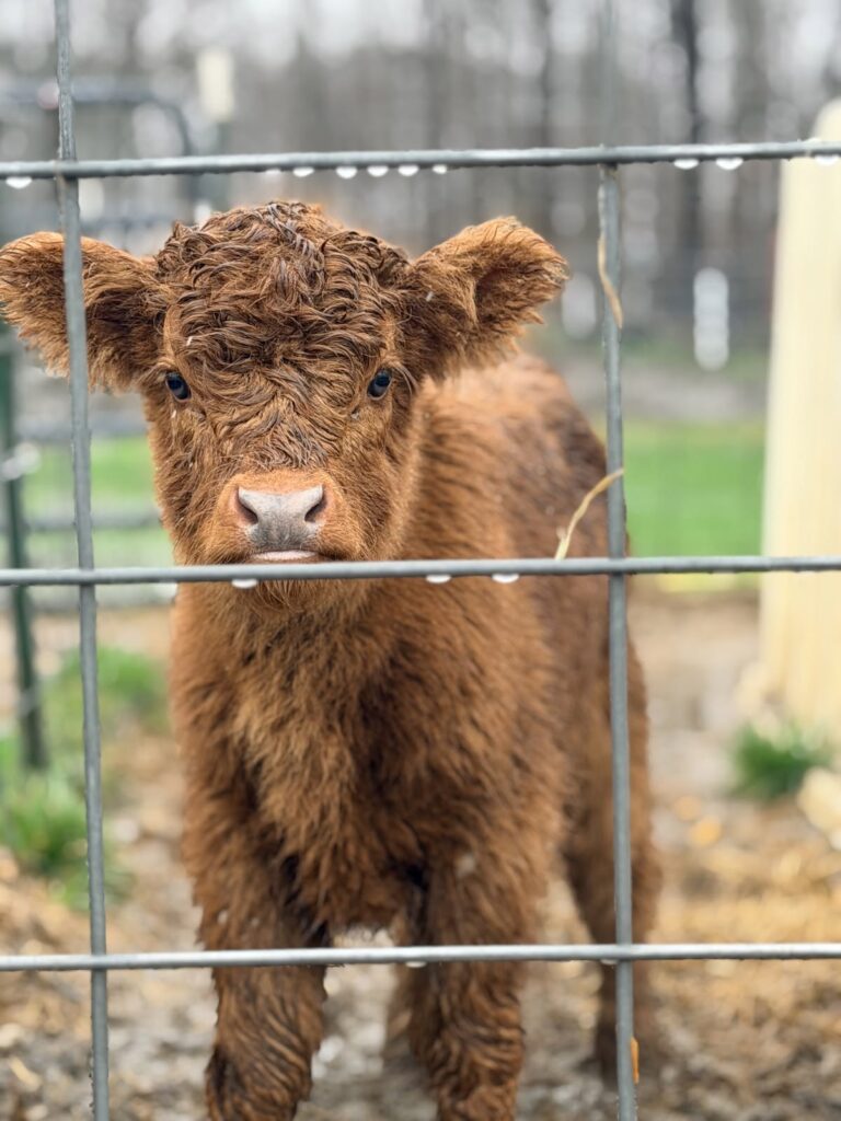 mini highland cow fence maintenance and farm safety