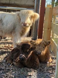 mini highland cow fence repair and maintenance guide