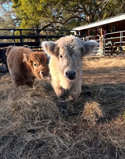 mini highland cow electric fence maintenance