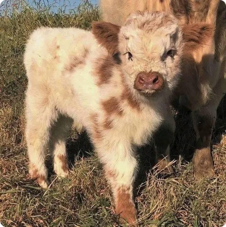 mini highland cow parasite prevention and pasture management