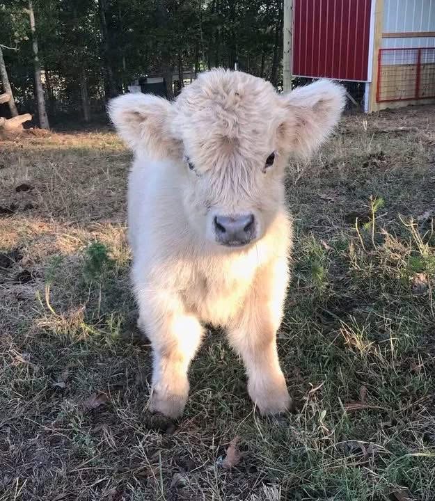 mini highland cow parasite health monitoring