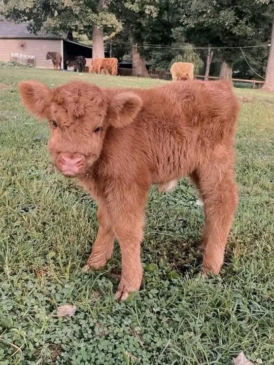 mini highland cow parasite prevention sanitation setup