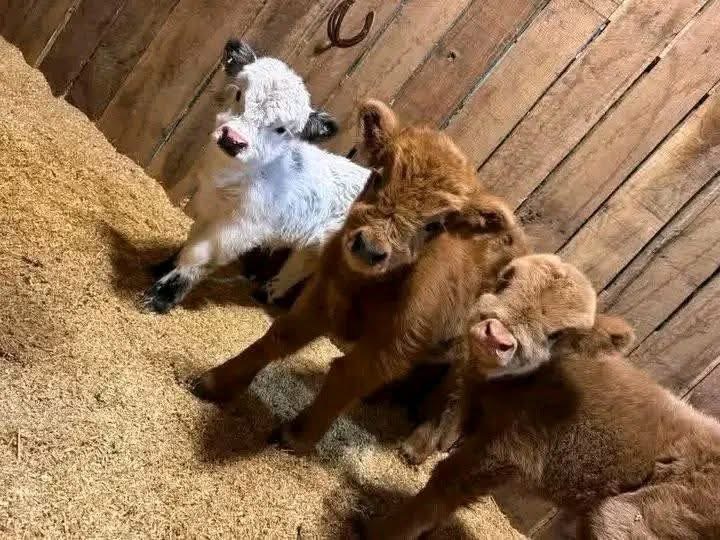 mini highland cow biosecurity plan and farm disease prevention