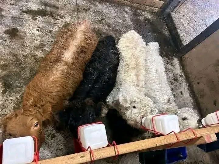 mini highland cow farm sanitation and biosecurity setup
