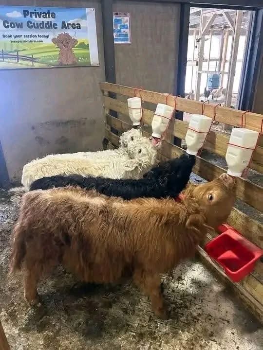mini highland cow quarantine and herd protection management
