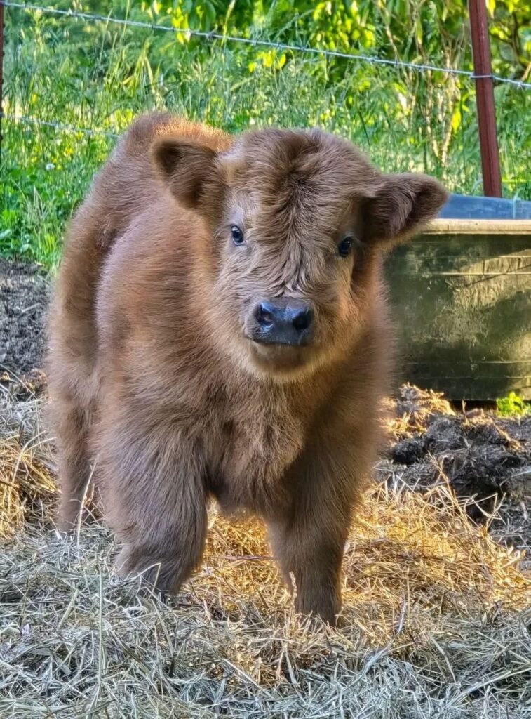 Mini Highland Cow Calving Supplies: 15 Essential Items Every Breeder Should Prepare (2026 Guide) 2 mini highland cow newborn calf care and calving management