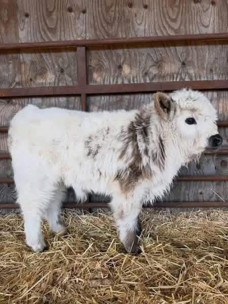 Mini Highland Cow Calving Supplies: 15 Essential Items Every Breeder Should Prepare (2026 Guide) 3 mini highland cow calving emergency kit setup