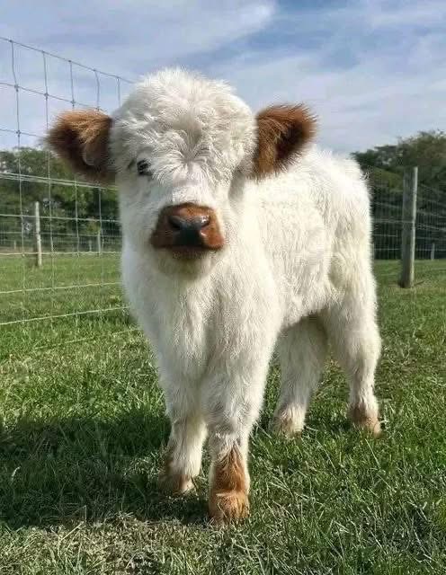 mini highland cow calf weaning setup and separation system