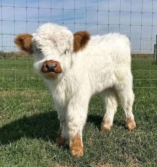 mini highland cow post weaning calf growth and nutrition