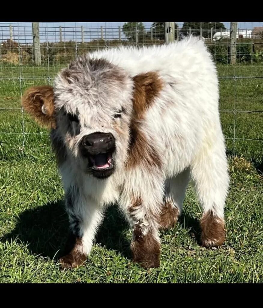 mini highland cow mineral block feeding setup