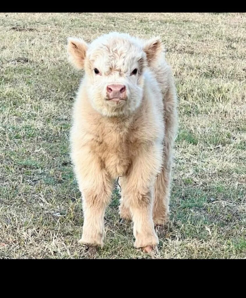 mini highland cow mineral nutrition and pasture health