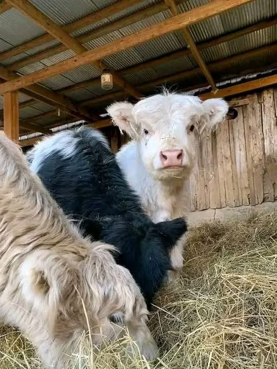 mini highland cow grazing rotation calendar and pasture planning