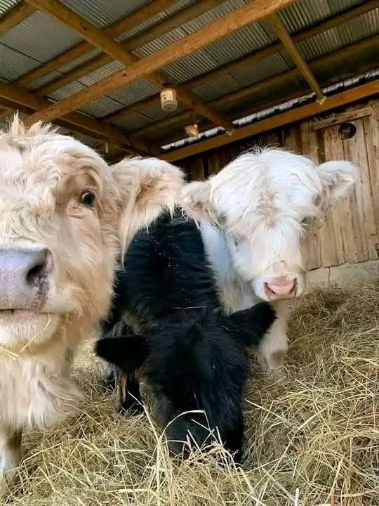 mini highland cow pasture recovery and rotational grazing system