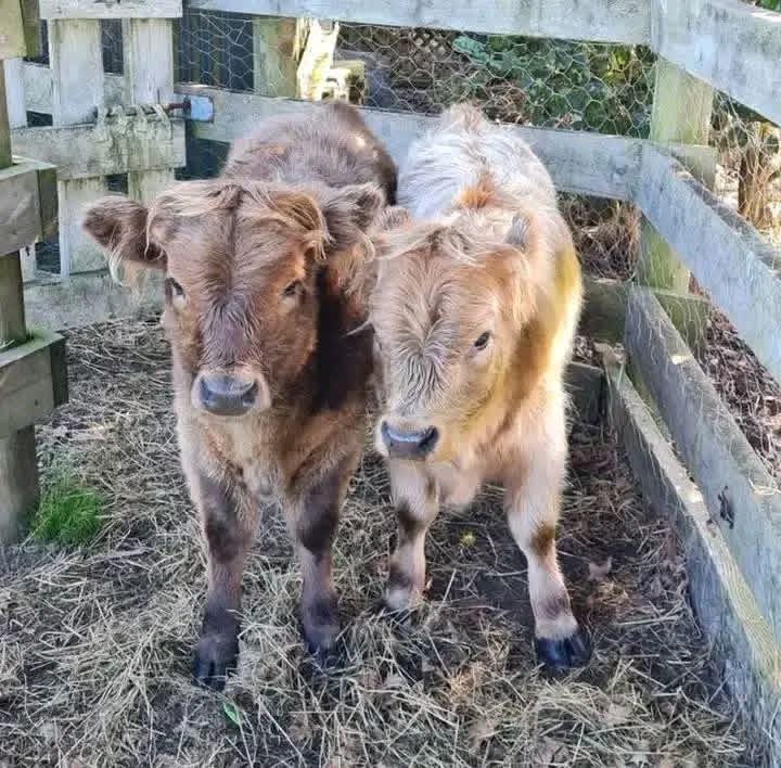 mini highland cow calf socialization and calm handling