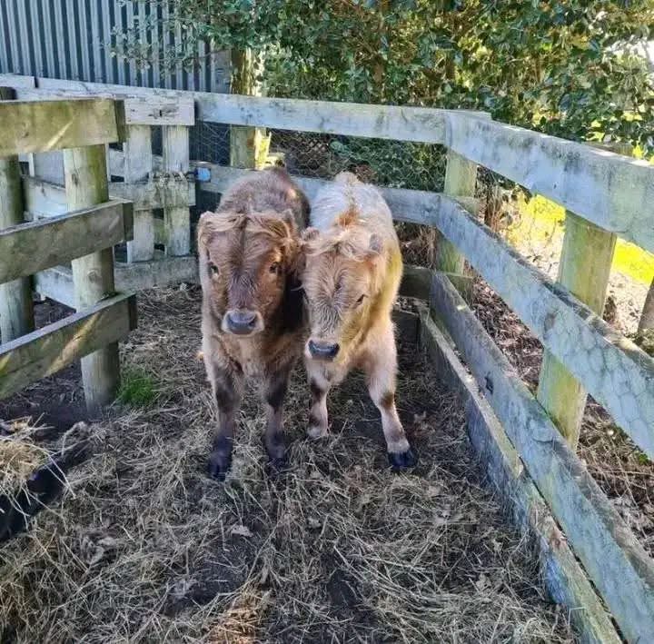 mini highland cow calf herd socialization and behavior
