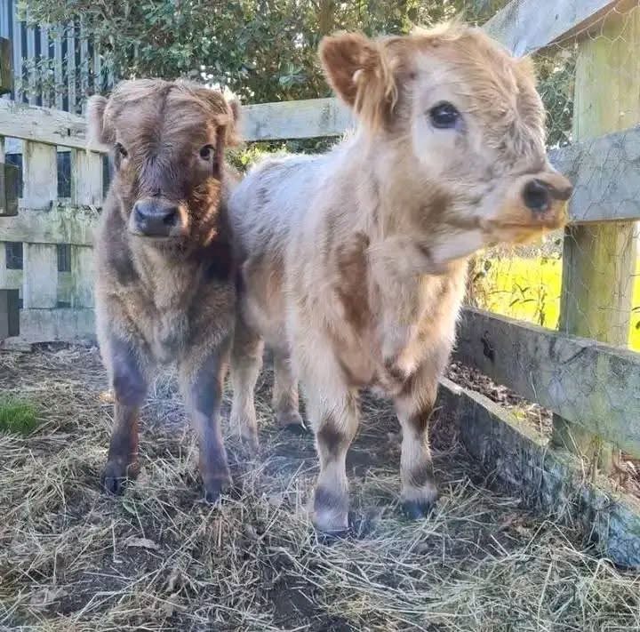 mini highland cow calf training and socialization process