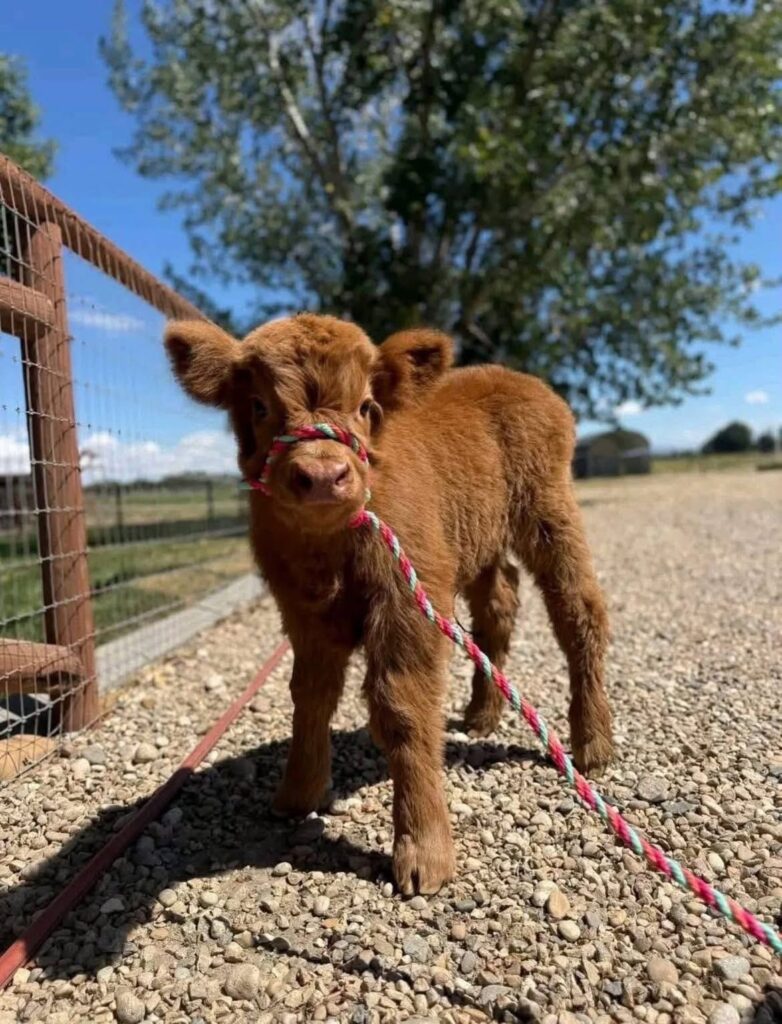 mini highland cow natural windbreak pasture system