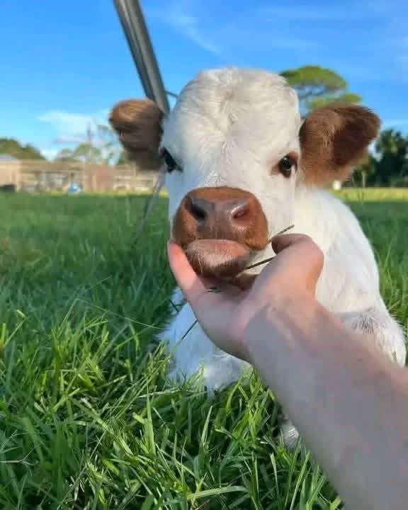 mini highland cow manure composting and waste management