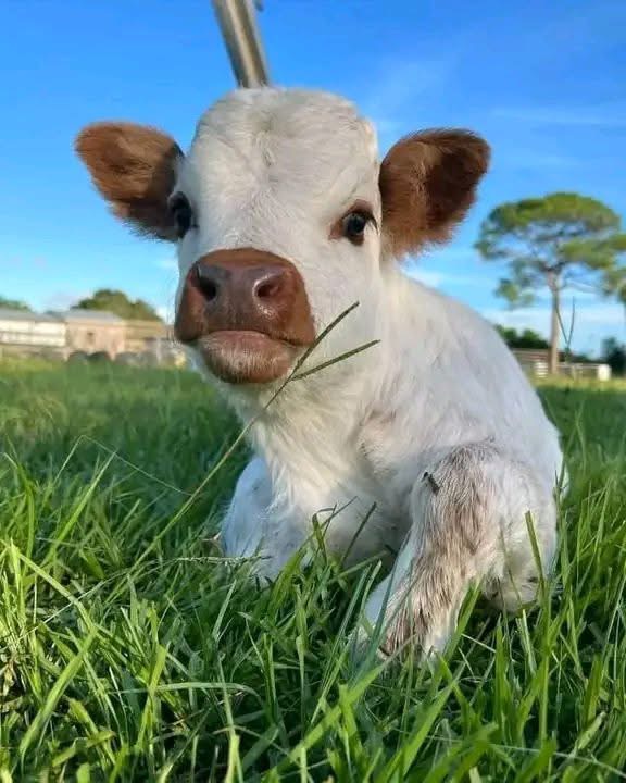 mini highland cow composted manure pasture fertility system