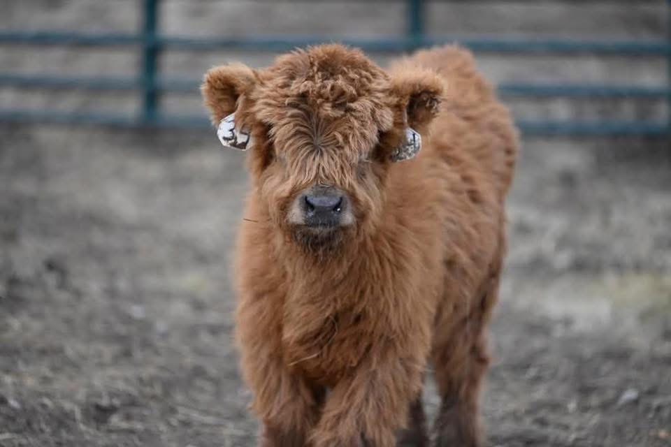 mini highland cow feeding zone wind protection setup